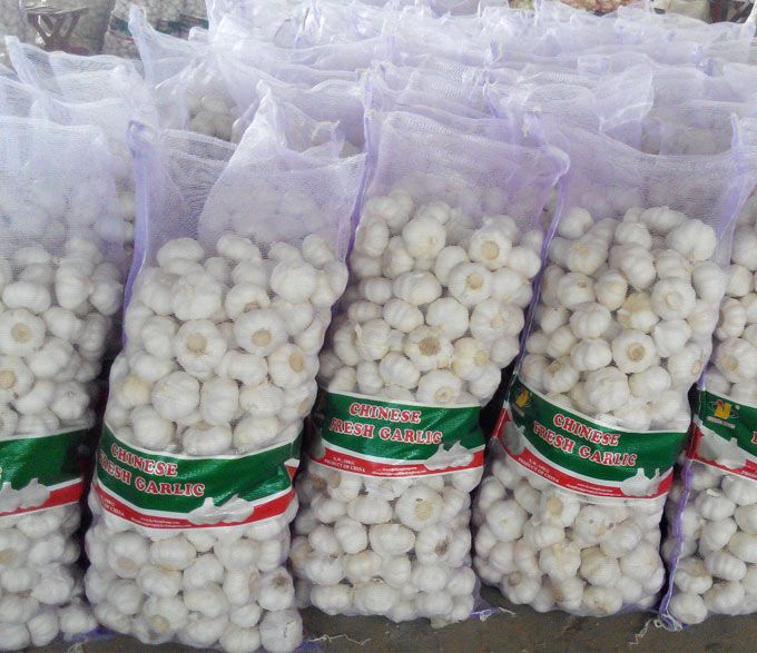 white garlic,fresh garlic for sale competitive wholesale price