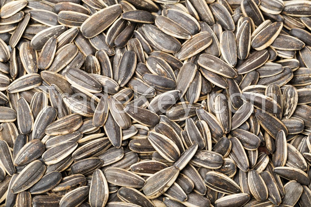 Sunflower Seed Kernels