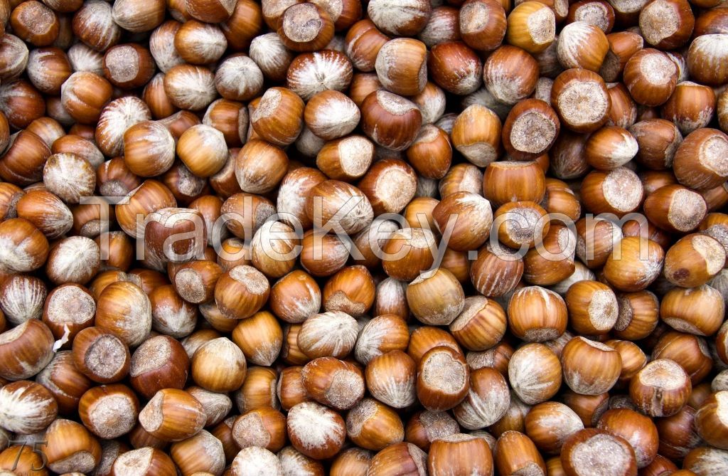 Hazelnuts