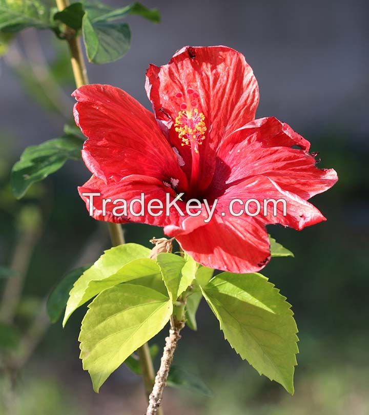 Hibiscus Flower