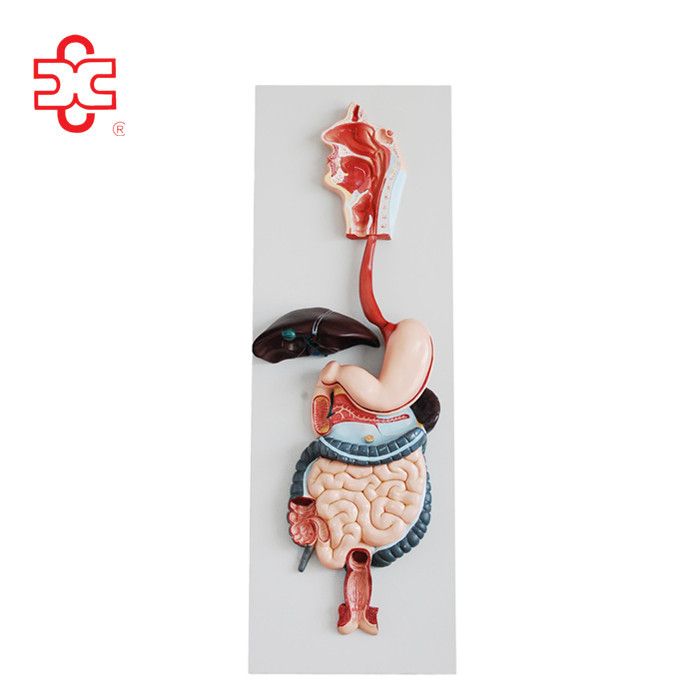 human alimentary system digestive anatomy model