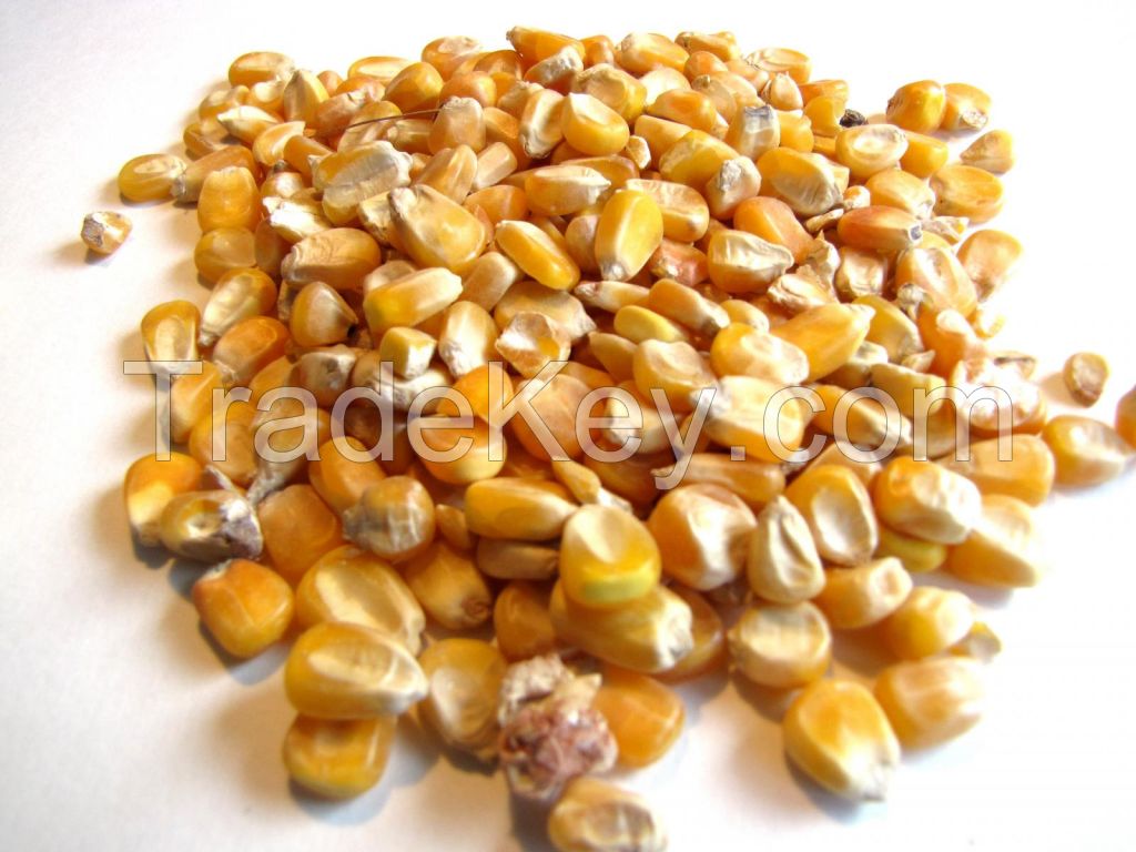 Yellow Maize For Animal Feed