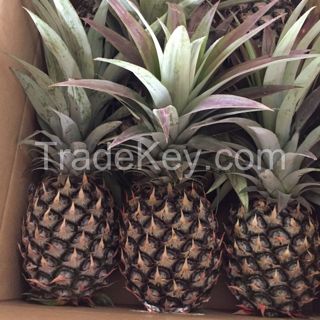 Grade AAA Malaysian N36 Fresh Pineapple