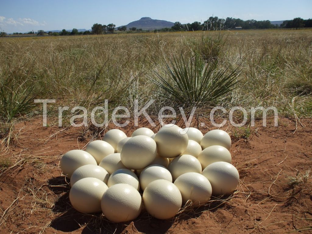 Ostrich Egg, Fresh Chicken Table Eggs/Fresh Chicken Hatching EGGS ,Birds Feathers, Egg Shells, Fertile Egg