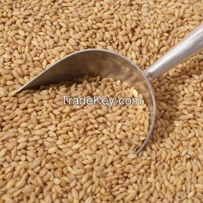 High Quality BARLEY FLOUR