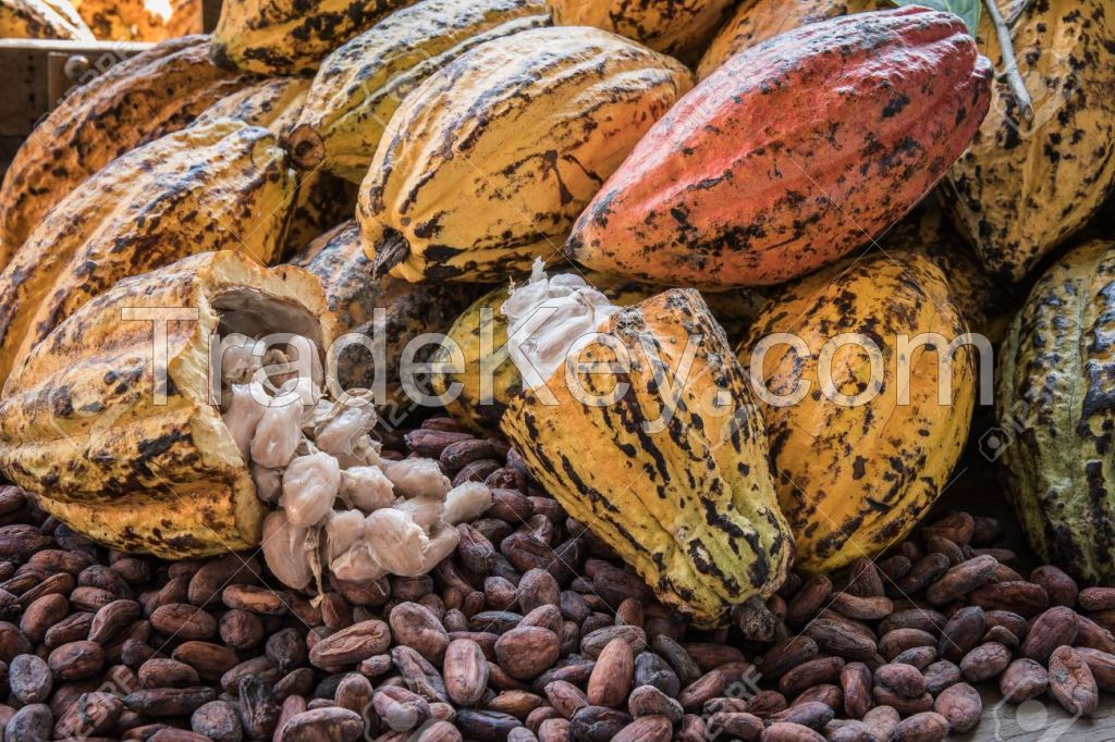 High Quality Dried Raw Natural Cocoa Beans