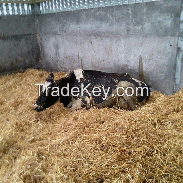  Pregnant Holstein Heifers Cow Ready
