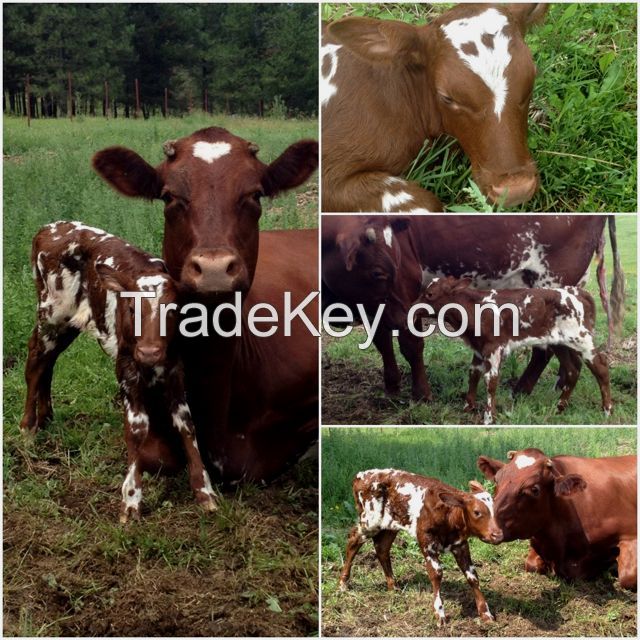 Healthy Pregnant Holstein Heifers/Simmental Cow