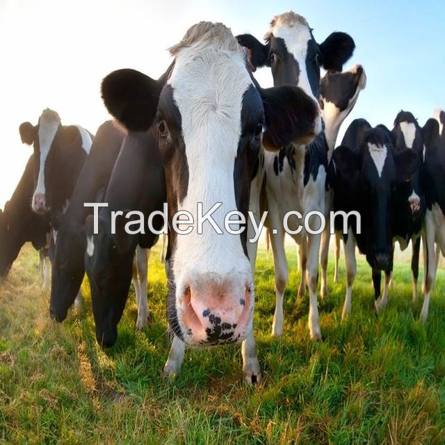  Pregnant Holstein Heifers Cow 