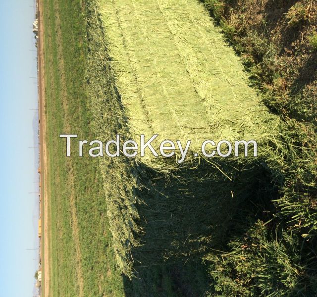 high quality alfalfa hay, alfalfa hay price, alfalfa hay bales