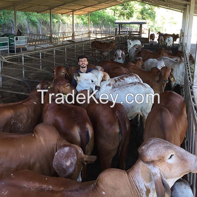  Pregnant Holstein Heifers Cow 