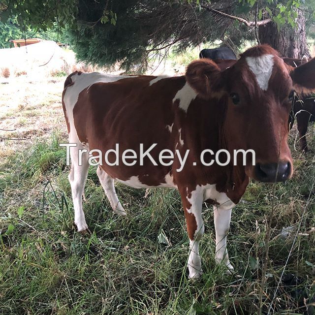 Healthy Simmental cattle/ cow