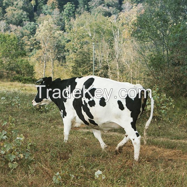  Pregnant Holstein Heifers Cow 
