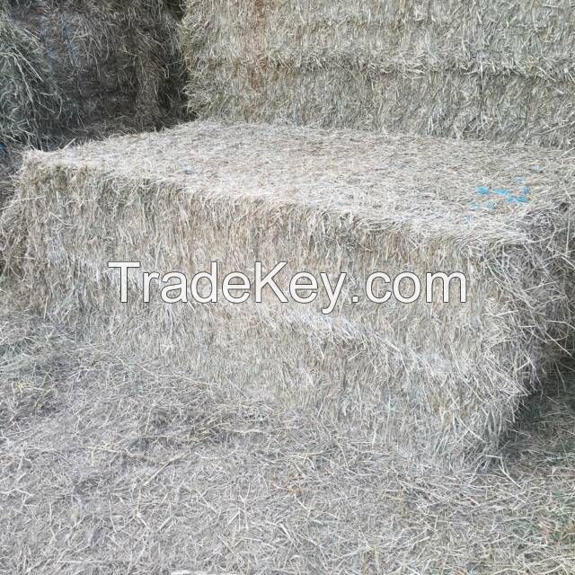 High Quality Animal Feed Alfalfa Hay From Ukraine