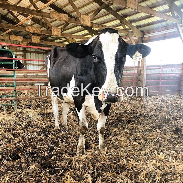  Cows Alive Pregnant Holstein Heifers 