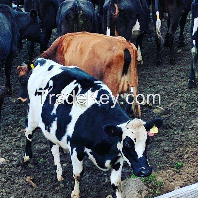 Pregnant Dairy Cattle For Sale, Friesian Holstein Cow available