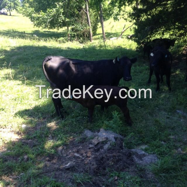 Pregnant Dairy Cattle For Sale, Friesian Holstein Cow available