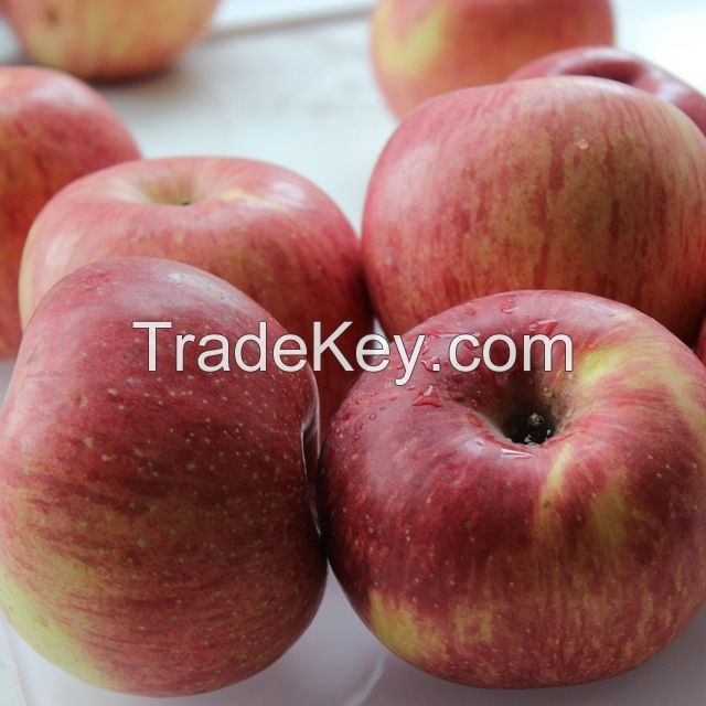 Red Fuji apple- Golden Delicious, and Royal Gala apples for sale