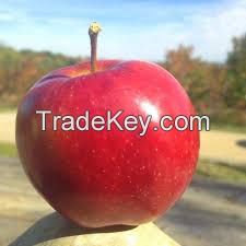 Red Fuji apple- Golden Delicious, and Royal Gala apples for sale