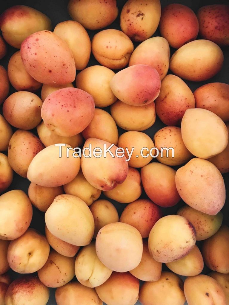 Mangos for wholesale from Kaihowa (in Kenya) 