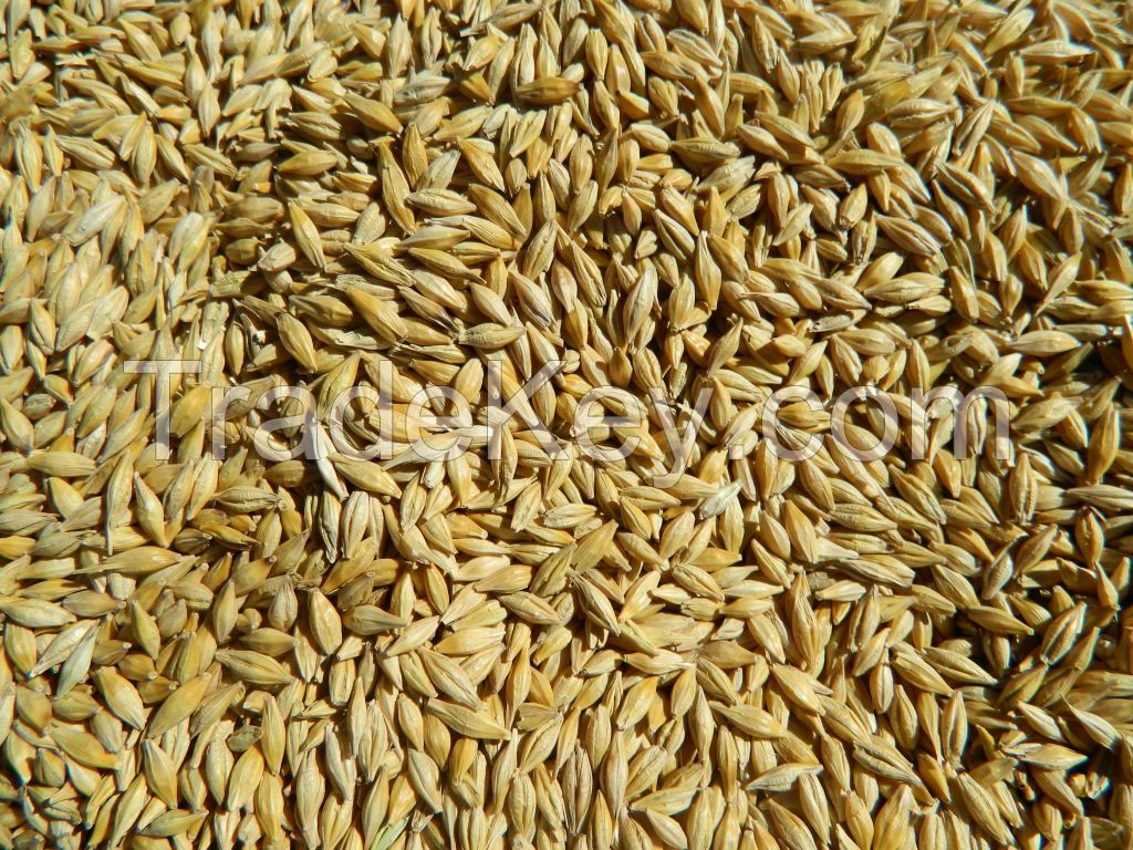 Barley and barley seeds! Best price! Worldwide delivery!