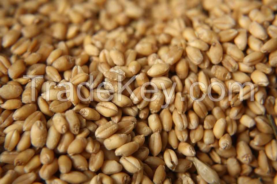 Barley and barley seeds! Best price! Worldwide delivery!