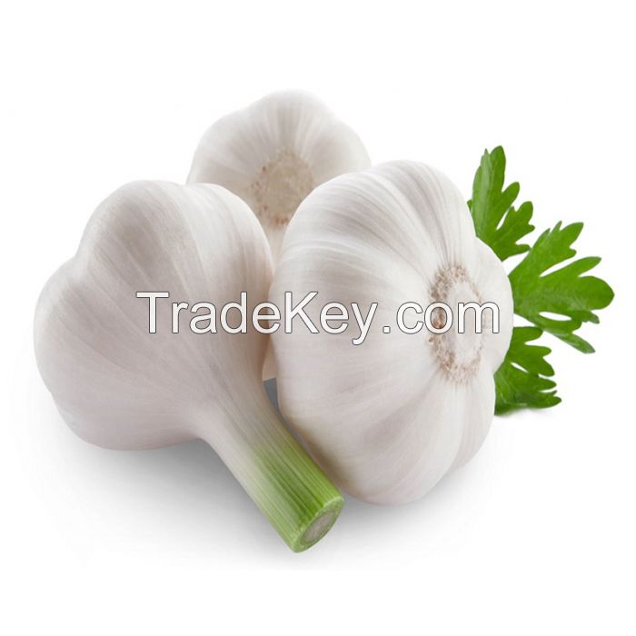 Ukrainian Fresh Organic White Garlic