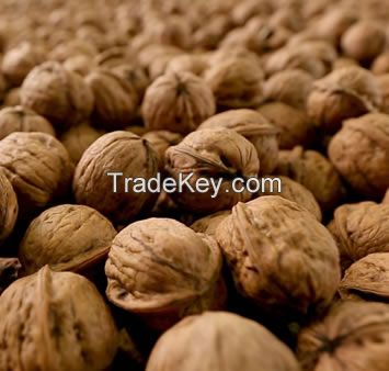 walnuts 