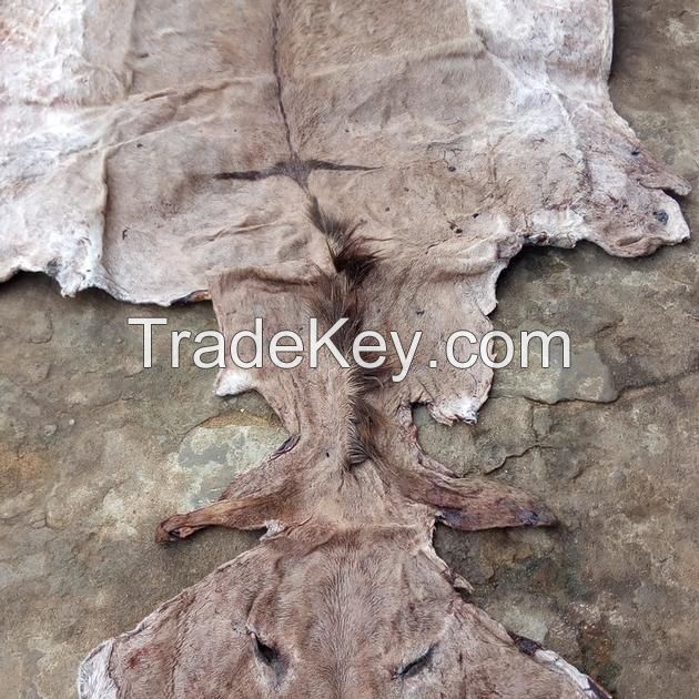 Wet/Dry Salted Donkey Skin/Hide