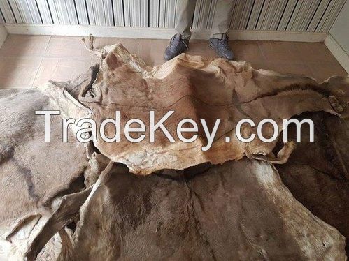 Wet/Dry Salted Donkey Skin/Hide