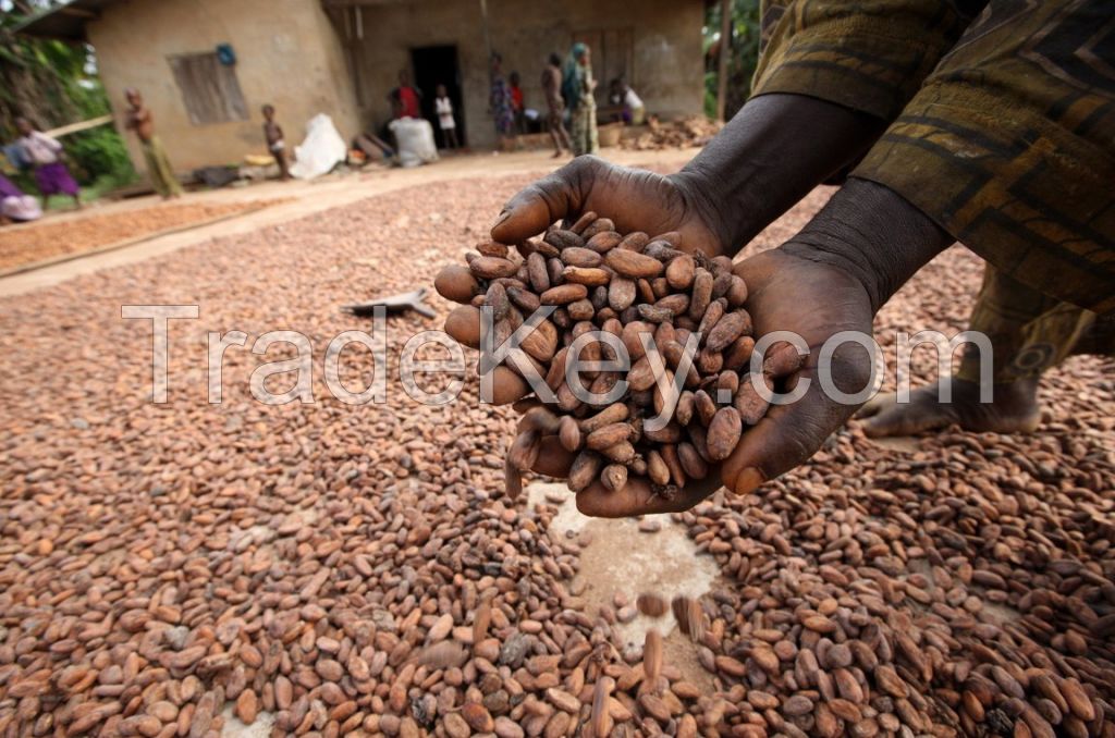 Dried Raw Cocoa Beans