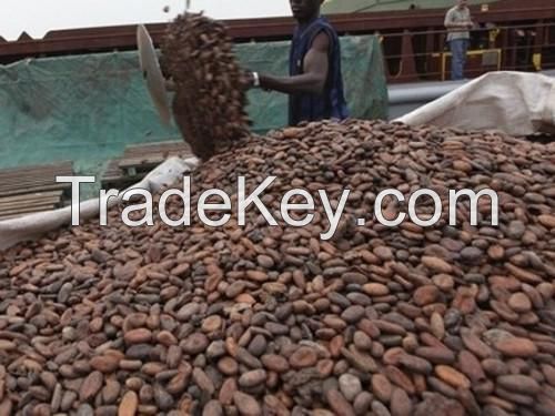 Dried Raw Cocoa Beans