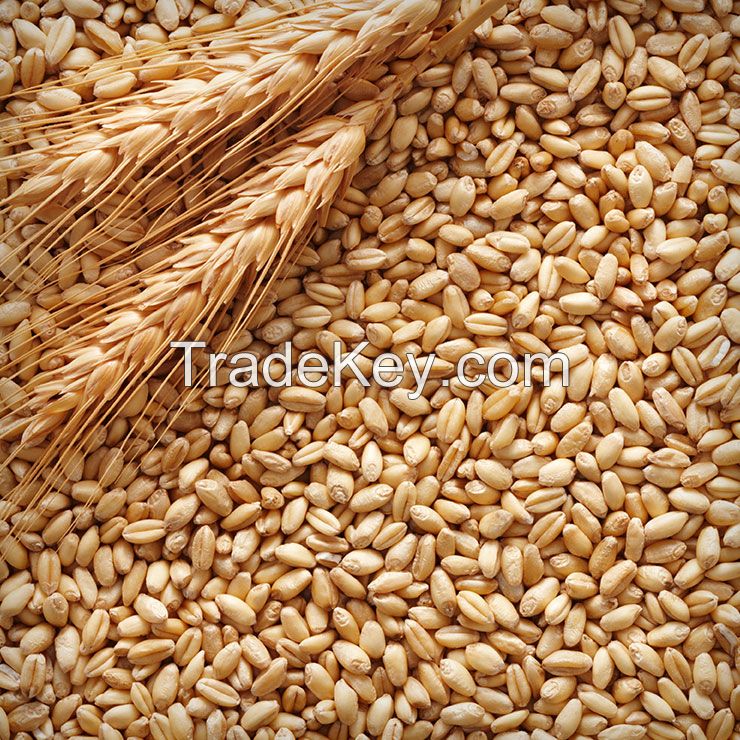 Wholesale instant natural flakes and groats from oat, corn, barley, wheat