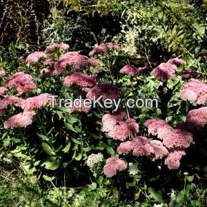 Autumn Fire Sedum