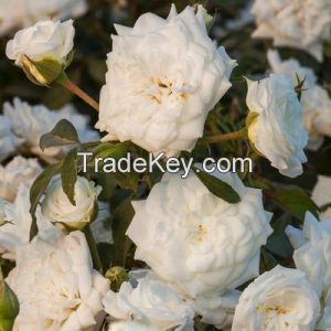 White Drift Rose