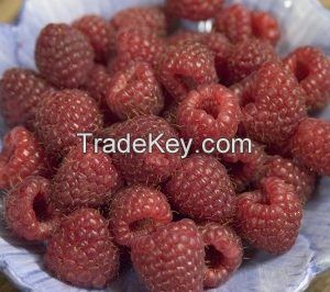 Heritage Red Raspberry