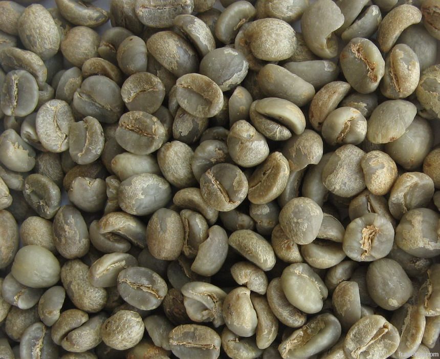 green Arabica coffee beans washed processed