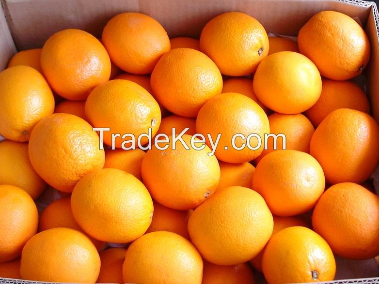 Fresh Orange, Navel &amp;amp; Valencia Orange