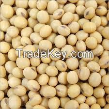 Soya Bean