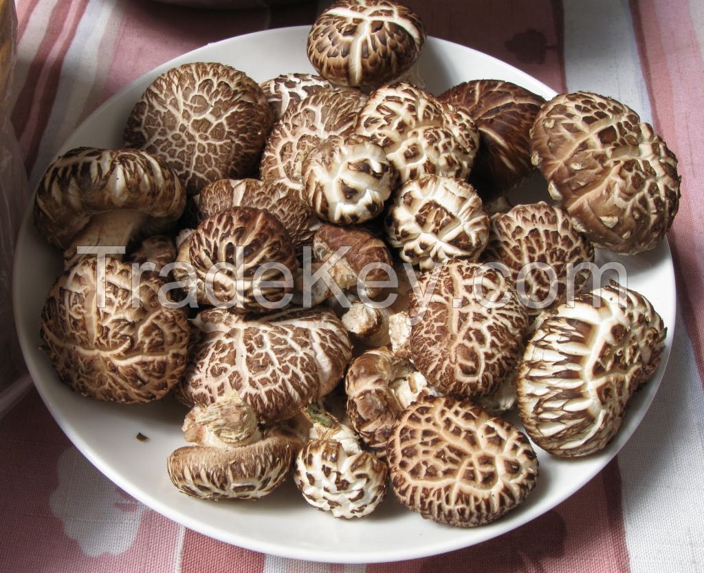  healthy organic dried shiitake mushroom 