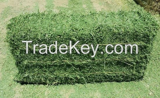 Premium Quality Alfalfa Hay