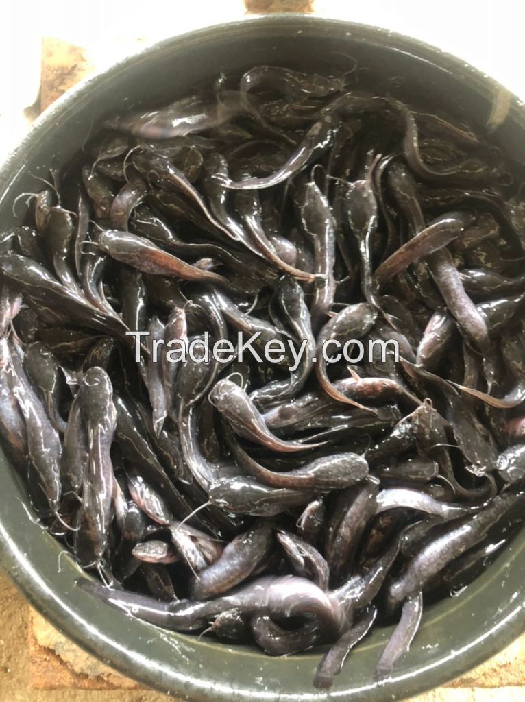 Fresh-Wave Fingerlings Ã¢ï¿½ï¿½ Premium fish By Happy Fresh 