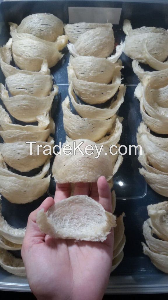 EDIBLE BIRD NEST SWIFTLET