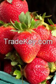 Fresh Strawberries Class 1, Frozen Strawberries IFQ