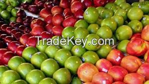 Fresh Class 1 Red Delicious Apples,Fuji Apples,Royal Gala Apples and Granny Smith Apples