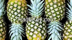 Fresh Class 1 Pineapples, Fresh Pineapples Fruits from South Africa