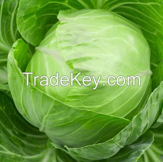 Fresh Cabbage For Sale