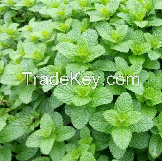 Mint Leaves for sale