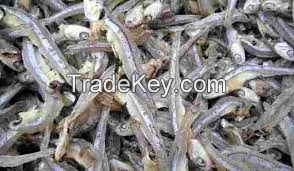 Dried Anchovy Fish