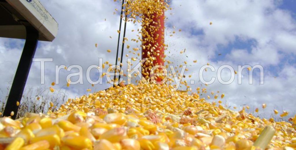 YELLOW CORN GMO